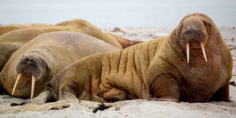 5G网络切片技术：编程开发与MJ FBL如何重塑垂直行业网络安全新范式