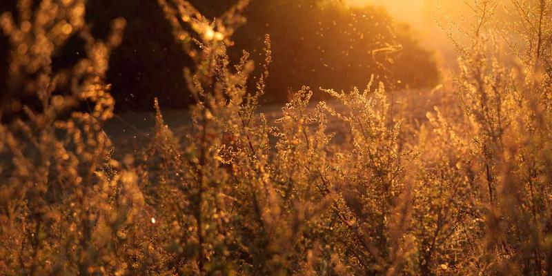 系统运维必读：400G/800G高速以太网数据中心光模块技术演进与MJ FBL选型指南