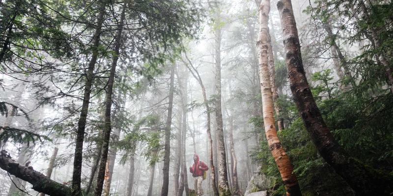 资源分享、编程开发与技术教程：网络技术生态的三大支柱对比分析